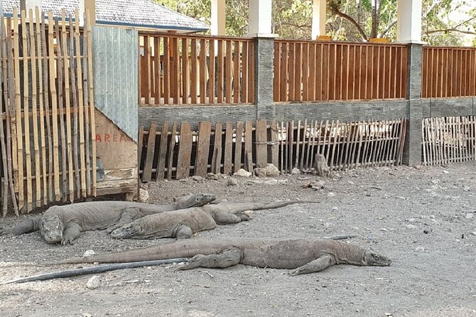 1- day Komodo island Tour hopping around by Speed Boat - What $117 includes, and what it does not