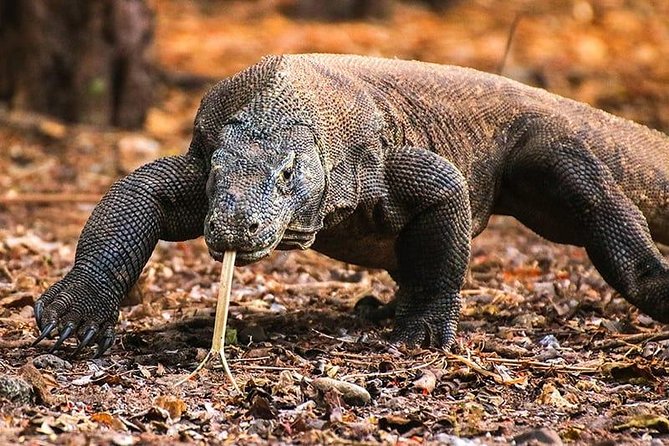 1 Day Komodo Trip by Private Fast Boat - Six Komodo highlights from one private boat