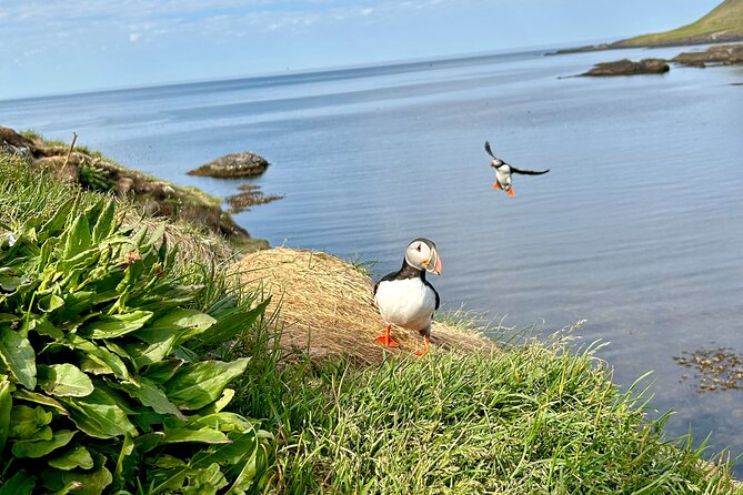 1 Hour Iceland Nature and Wildlife RIB Small Group Guided Safari - Is $160 a fair price for one hour?