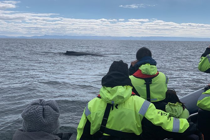 2-Hour RIB Boat Whale Watching Tour from Reykjavik - Leaving Reykjavik’s Old Harbour on a small RIB