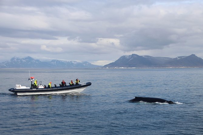2-Hour RIB Boat Whale Watching Tour from Reykjavik - Searching for whales and dolphins in the feeding grounds