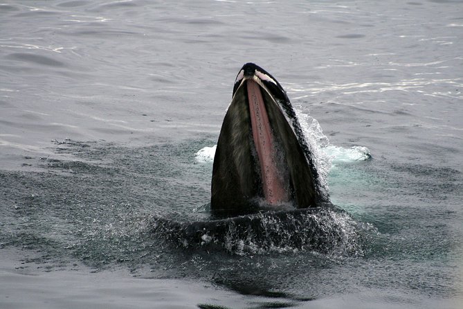 2-Hour RIB Boat Whale Watching Tour from Reykjavik - The summer stop at Akurey puffin island