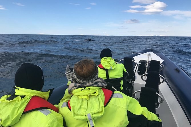 2-Hour RIB Boat Whale Watching Tour from Reykjavik - Rough water, safety, and who should skip it