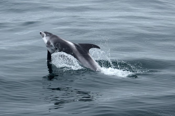 2-Hour RIB Boat Whale Watching Tour from Reykjavik - How this compares with a standard whale-watching boat