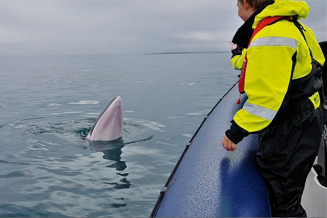 2-Hour RIB Boat Whale Watching Tour from Reykjavik - The ride across Faxaflói Bay