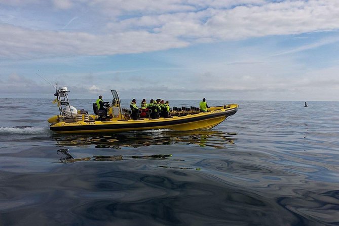 2 hour Round Trip in Vestmannaeyjar on a RIB Boat - Puffins, eider, and the seabird cliffs