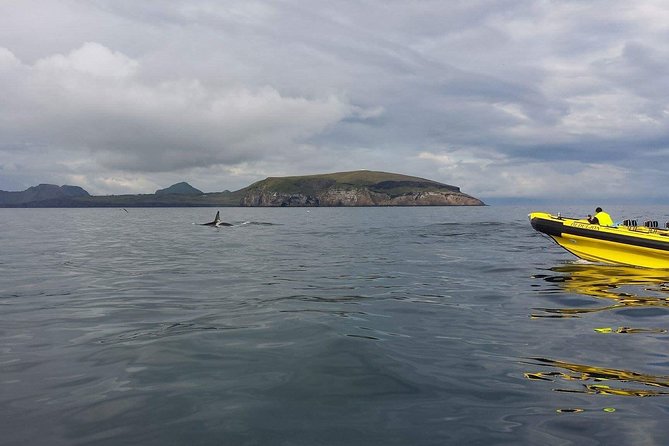 2 hour Round Trip in Vestmannaeyjar on a RIB Boat - Reaching Súlnasker and the farther islands