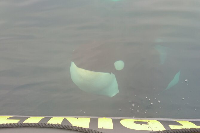 3 Hour Ocean Safari by Zodiac Boat -Whales & Icebergs seasonally - Wildlife sightings are possible, not promised