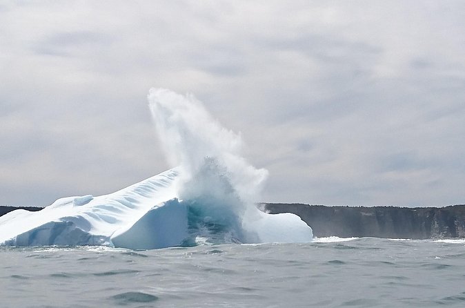 3 Hour Ocean Safari by Zodiac Boat -Whales & Icebergs seasonally - What the price includes at about $93 per person