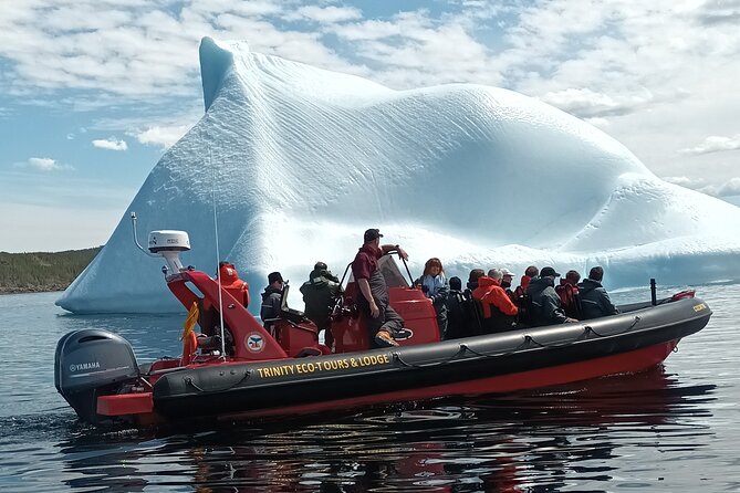 3 Hour Ocean Safari by Zodiac Boat -Whales & Icebergs seasonally - Why the Zodiac makes the experience exciting
