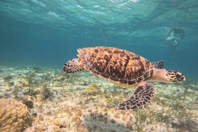 3 in 1 Jungle Speedboat and Snorkeling in Cancun