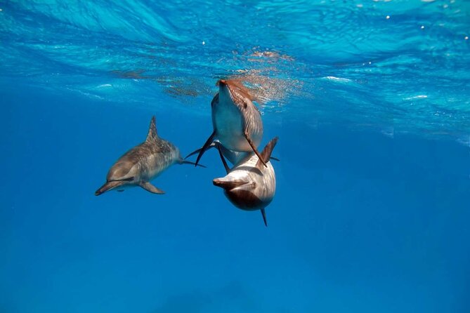 4-Hour Private Speedboat to See Dolphins from Hurghada - A fast ride out to Dolphin House