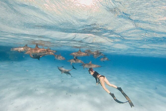 4-Hour Private Speedboat to See Dolphins from Hurghada - What the private boat means for your day