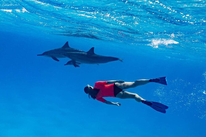 4-Hour Private Speedboat to See Dolphins from Hurghada - Snacks, drinks, and the small practical comforts
