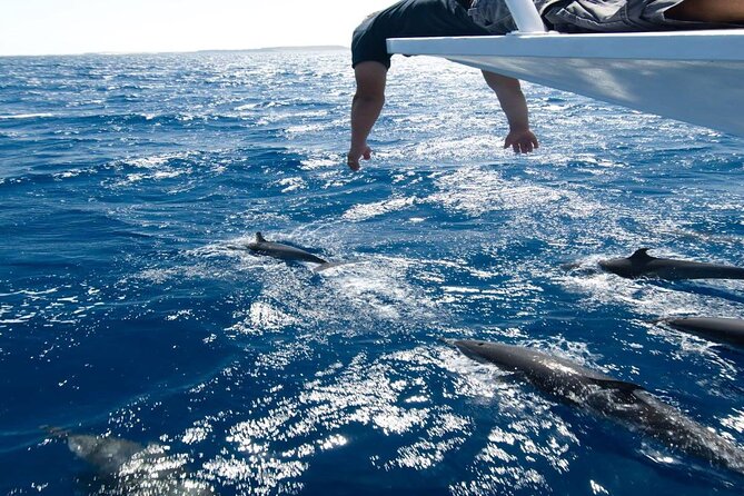 4-Hour Private Speedboat to See Dolphins from Hurghada - Is $17.42 good value?