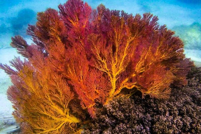 4 Islands Sunset + Plankton, Semi-Private Tour only 12 Guests - Ko Ya Wa Sam is the focused snorkeling stop