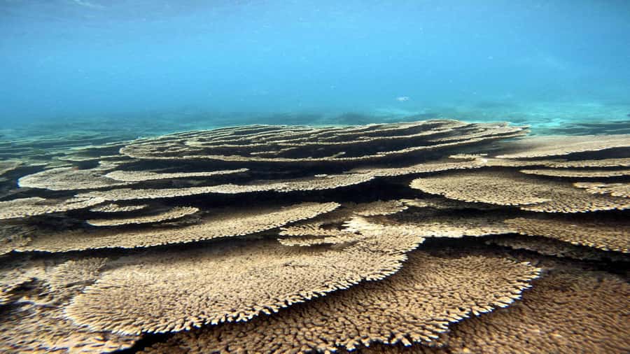 5 Islands Private Speedboat w/ Snorkeling + Lunch & Drinks - Key points at a glance