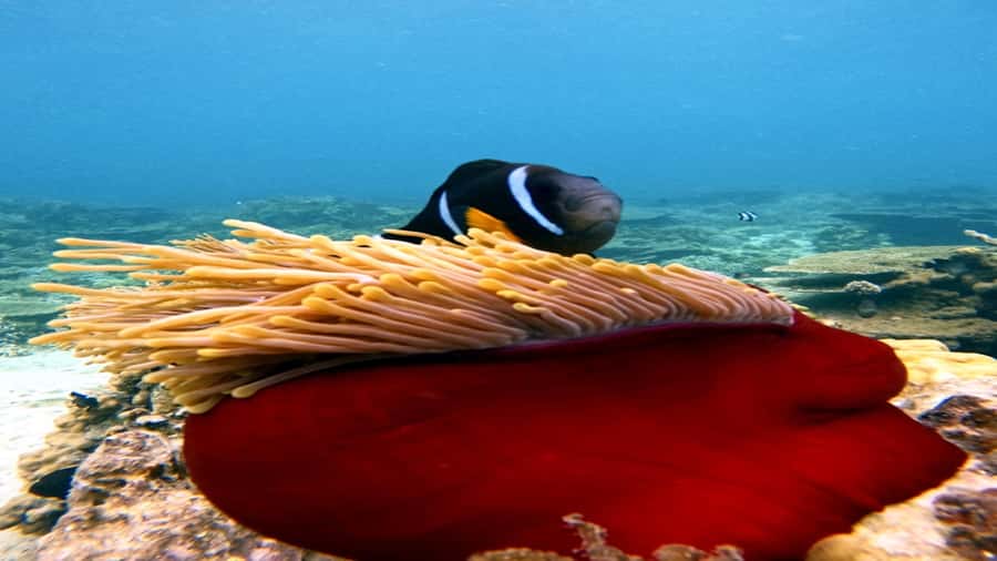 5 Islands Speedboat w/Snorkeling Sea Turtle + Lunch & Drinks - Ile aux Phares and Ile de la Passe