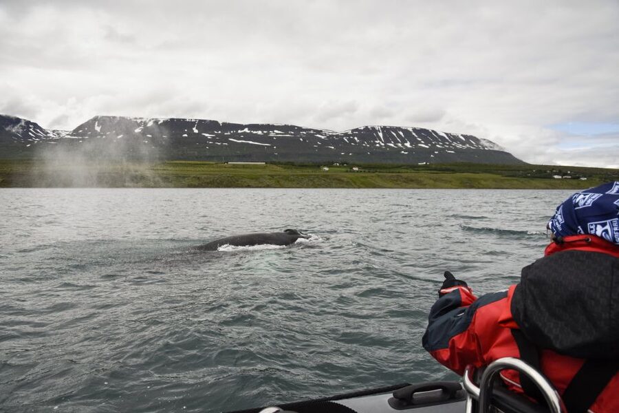Akureyri: 2-Hour Whale Watching Express by RIB Speedboat - Who should book this tour?