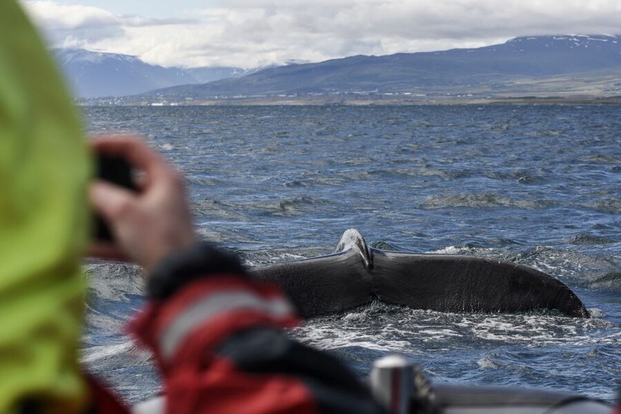 Akureyri: 2-Hour Whale Watching Express by RIB Speedboat - Why the RIB makes this Akureyri whale tour different