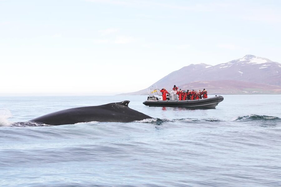 Akureyri: 2-Hour Whale Watching Express by RIB Speedboat - Getting suited up for North Iceland’s weather