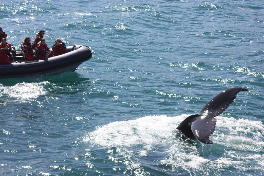 Akureyri: 2-Hour Whale Watching Express by RIB Speedboat - The first run across Eyjafjord