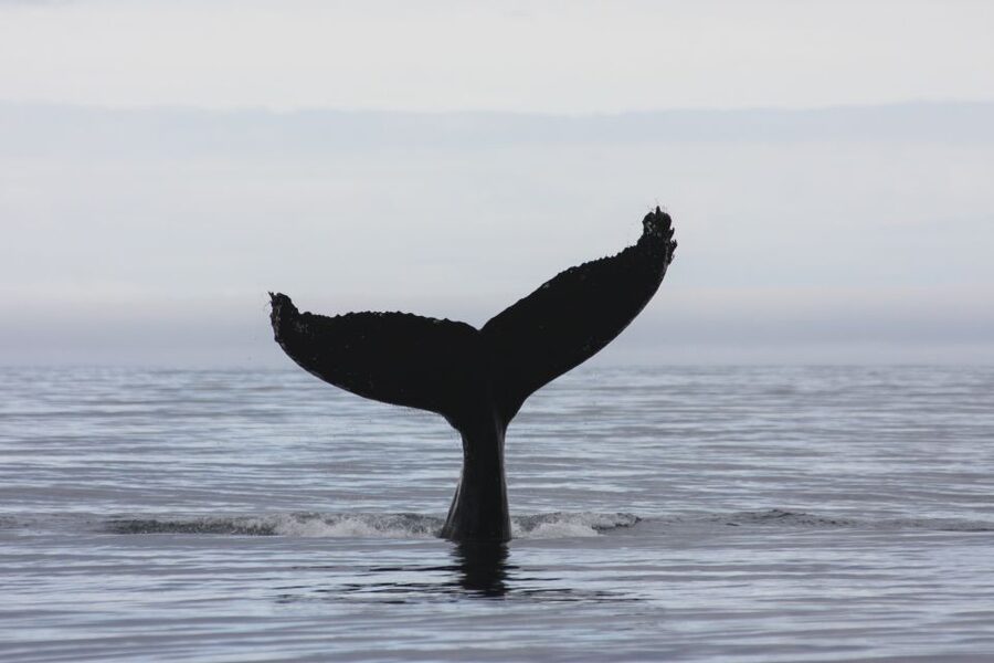 Akureyri: 2-Hour Whale Watching Express by RIB Speedboat - The return ride and the geothermal waterfall
