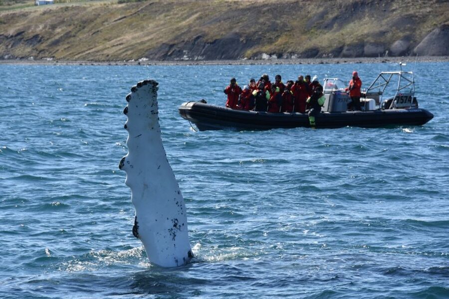 Akureyri: 2-Hour Whale Watching Express by RIB Speedboat - Is $200 a fair price?