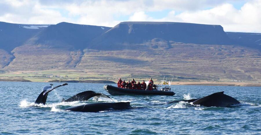 Akureyri: 2-Hour Whale Watching Express by RIB Speedboat - Leaving Akureyri beside Hof cultural center