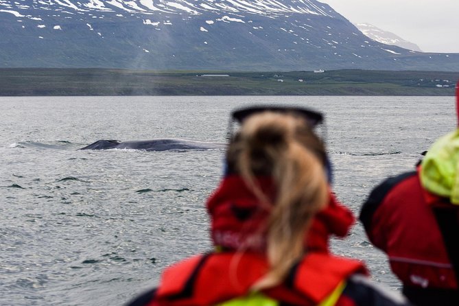 Akureyri Express Whale Watching by RIB boat - Key points to know before you go