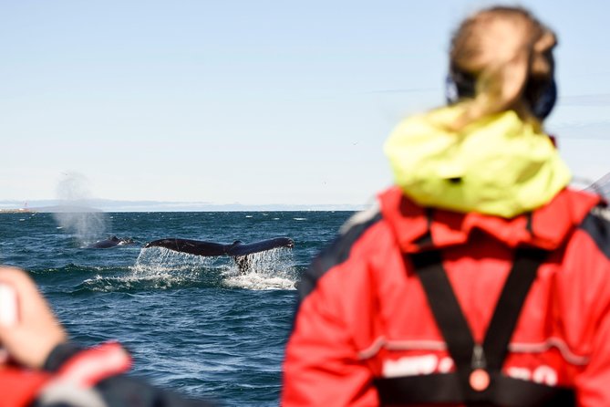 Akureyri Express Whale Watching by RIB boat - Leaving central Akureyri for Eyjafjörður