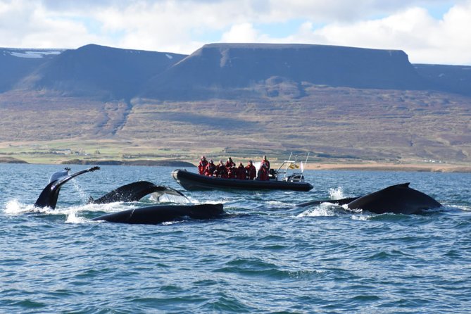 Akureyri Express Whale Watching by RIB boat - Searching for humpbacks, minkes, and dolphins