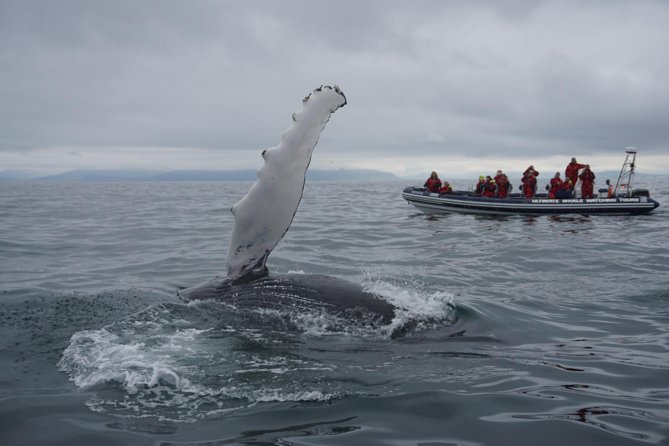 Akureyri Express Whale Watching by RIB boat - Getting ready for a cold northern fjord