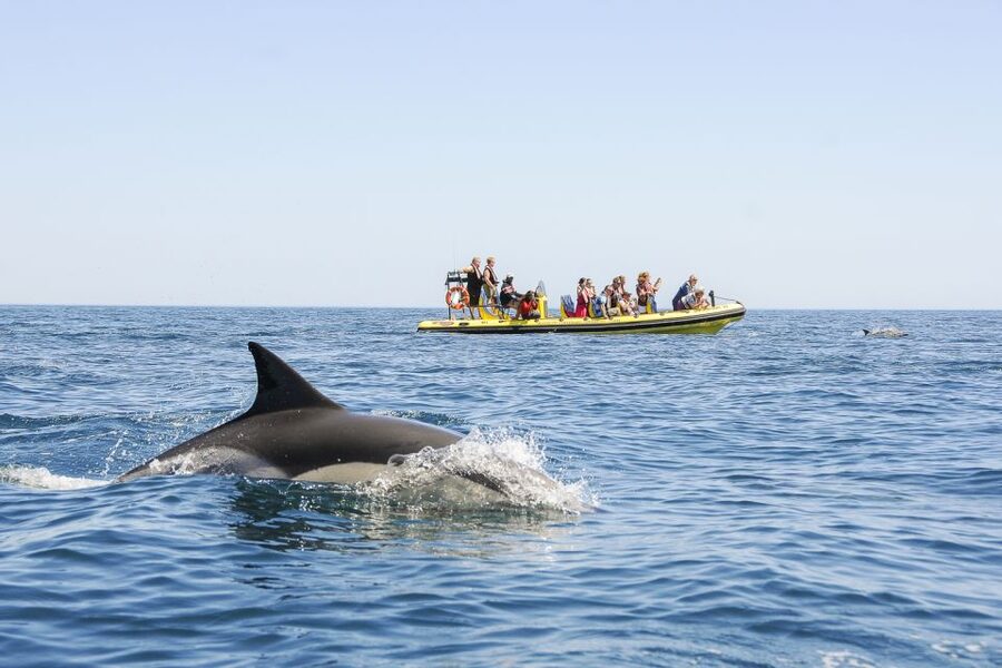 Albufeira: Benagil Caves & Dolphin Watching Speed Boat Tour - Dolphin watching off Albufeira