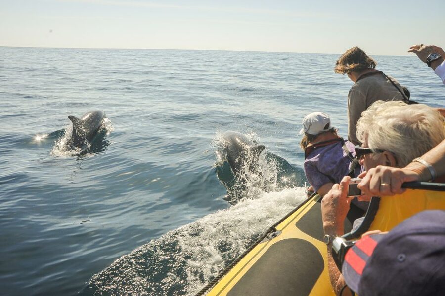 Albufeira: Benagil Caves & Dolphin Watching Speed Boat Tour - Guides, languages, and the human side of the trip