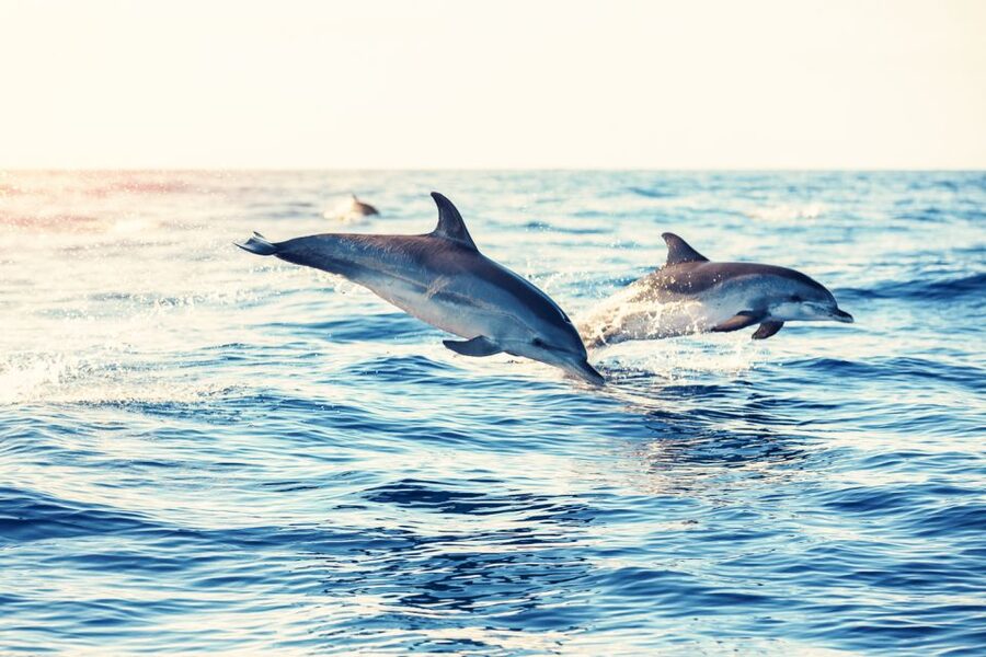Albufeira: Benagil Caves & Dolphin Watching Speed Boat Tour - Is $40 good value?