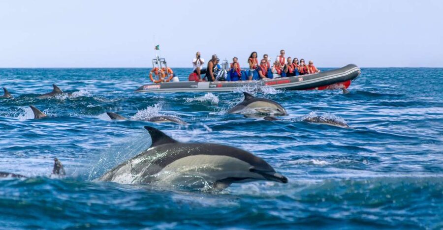 Albufeira: Dolphins & Benagil Caves RIB Tour - Guides, safety, and the feel onboard