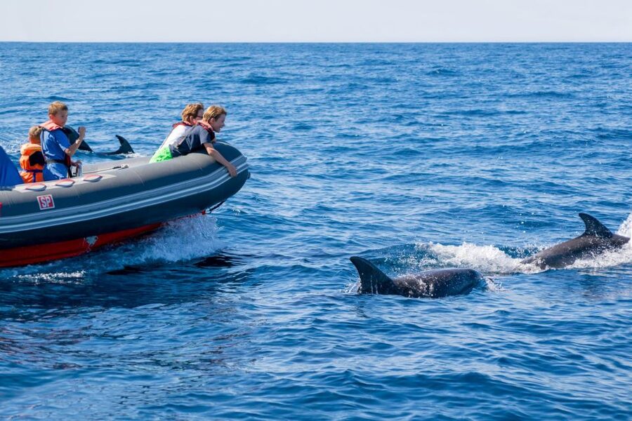 Albufeira: Dolphins & Benagil Caves RIB Tour - Is $34 a good price?