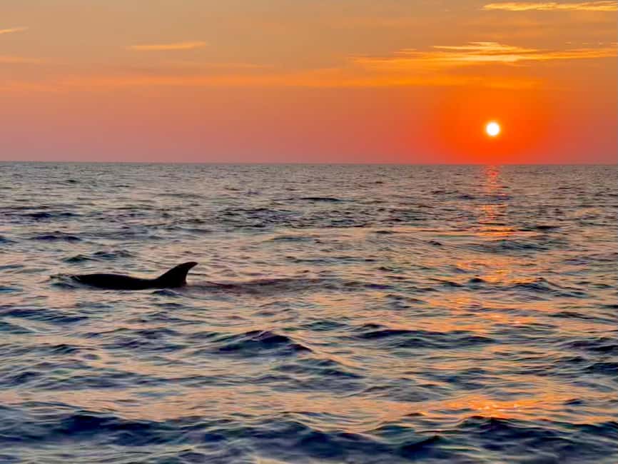 Alcudia: Dolphin Watching at Sunrise with Speedboat - Why the dolphin time matters