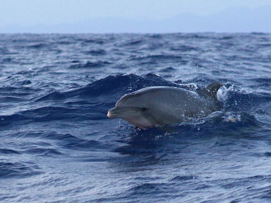 Alcudia: Dolphin Watching at Sunrise with Speedboat - Photos, phones, and what to bring