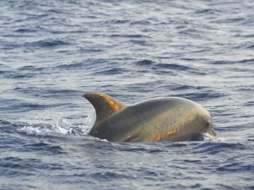 Alcudia: Dolphin Watching at Sunrise with Speedboat - What the two-hour schedule feels like