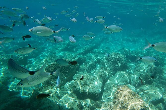 Alghero: snorkeling RIB tour in Porto Conte and Capo Caccia - Cruising beneath the Capo Caccia cliffs