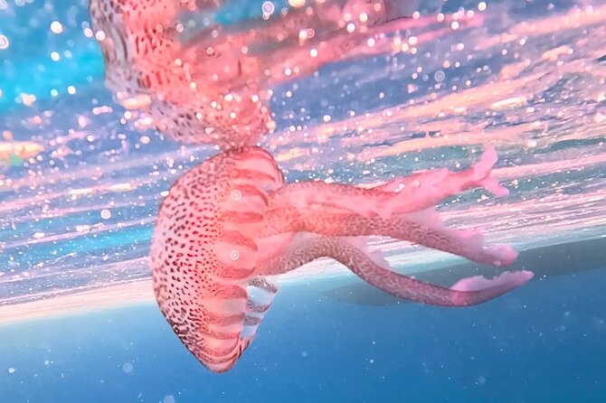 Alghero: snorkeling RIB tour in Porto Conte and Capo Caccia - Is the $105.81 price good value?