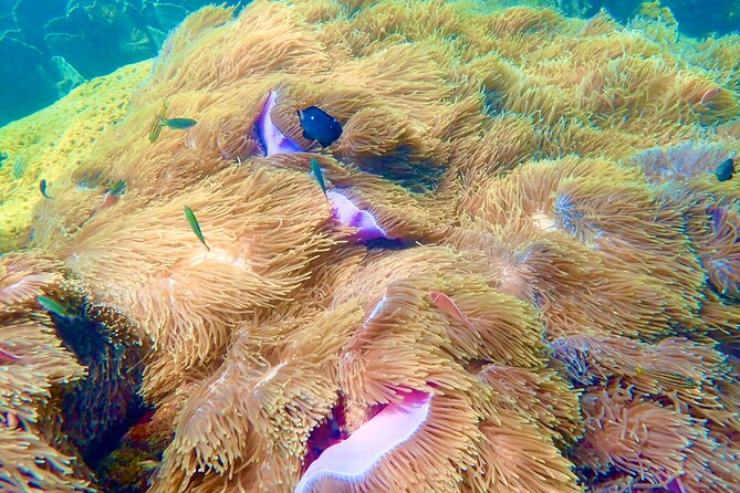 Amazing private snorkeling tour in An Thoi islands by speed boat - Gam Ghi Island and coral close to shore