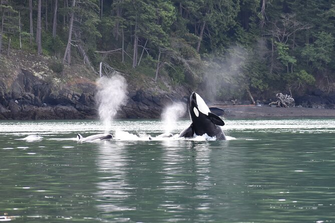 Anacortes Whale Watching Adventure Tour - Zodiac Boat - Guides Who Add Meaning to the Sightings