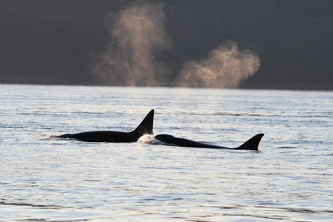 Anacortes Whale Watching Adventure Tour - Zodiac Boat - Who Should Book This Adventure?