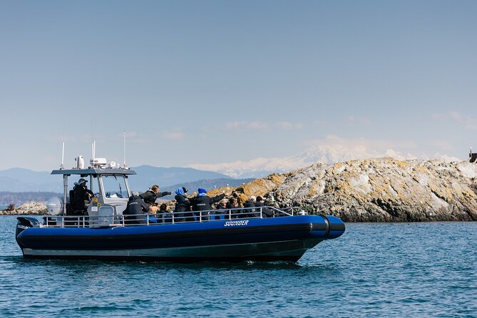 Anacortes Whale Watching Adventure Tour - Zodiac Boat - My Take: A Strong Choice for Small-Boat Wildlife Watching
