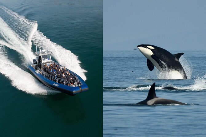 Anacortes Whale Watching Adventure Tour - Zodiac Boat - Orcas, Humpbacks, and the Animals Between