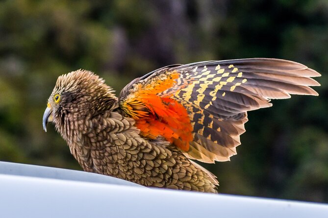 Arthur’s Pass Tour From Christchurch With Jet Boat & TranzAlpine - Castle Hill gives you the best walking pause