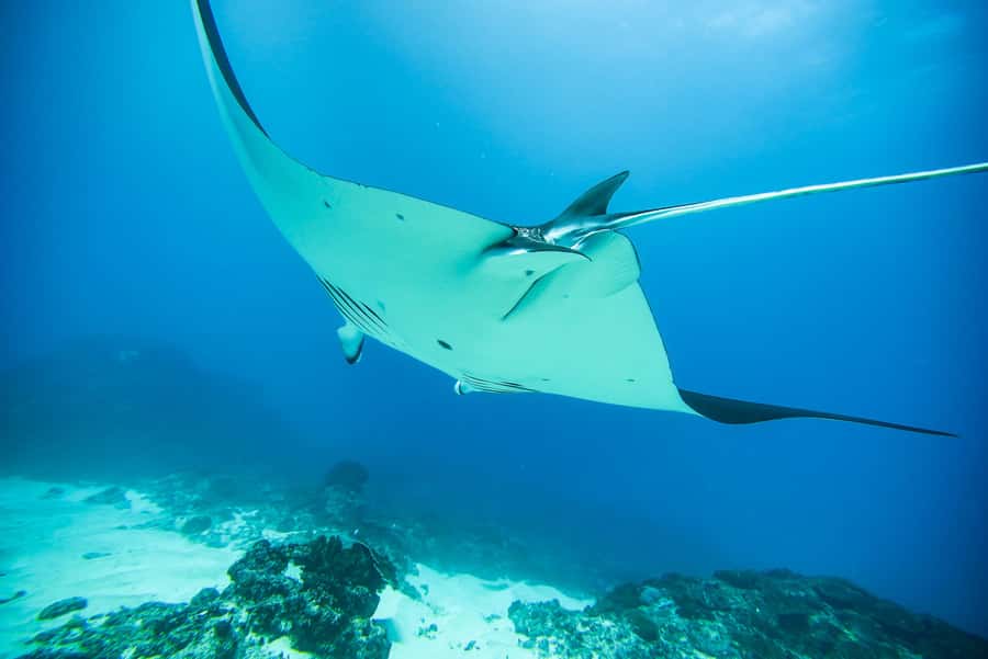 Bali: Nusa Penida Speedboat Trip with Snorkeling and Tour - GoPro photos make the trip easier to enjoy